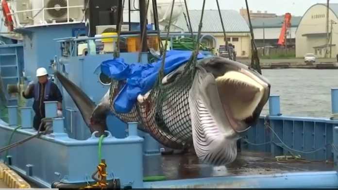 See photos of Japan’s first catch after controversial return to commercial whaling See photos of Japan’s first catch after controversial return to commercial whaling