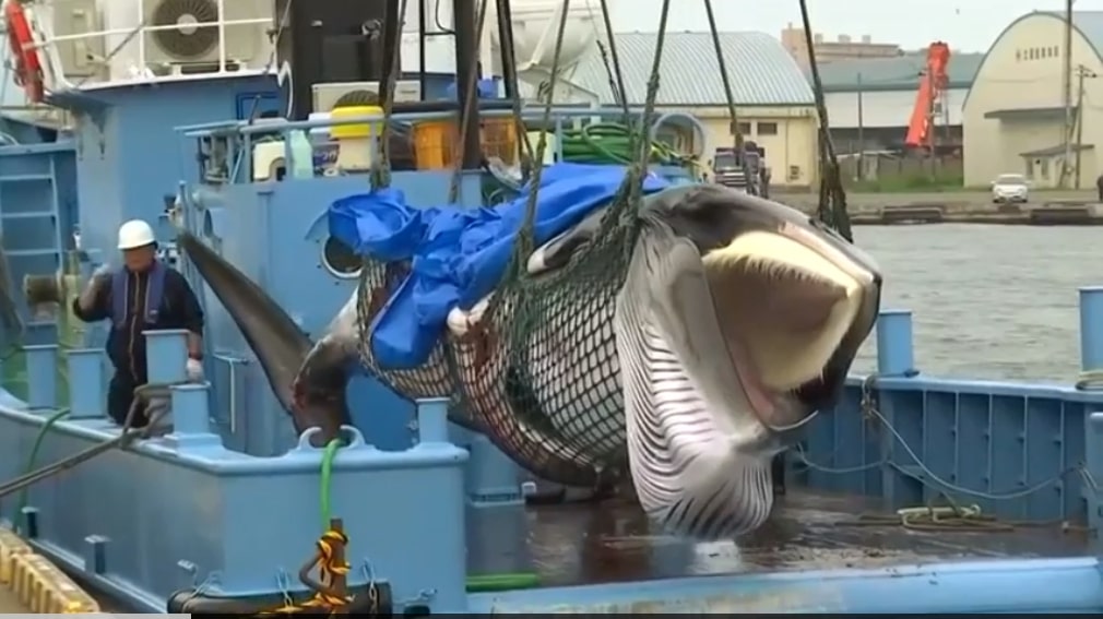 See photos of Japan’s first catch after controversial return to commercial whaling