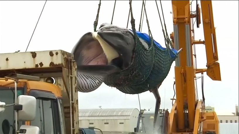 Whale being lifted from a Japanese boat.