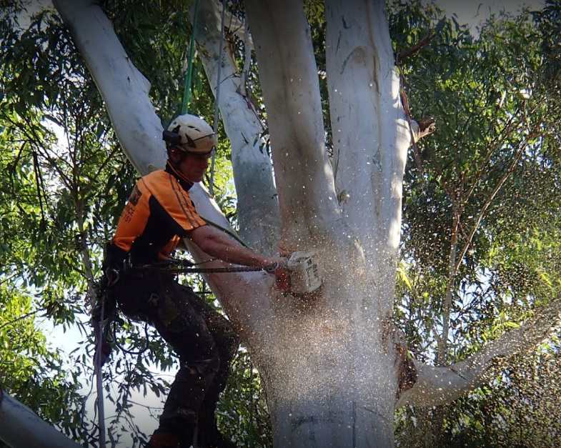 Agility Professional Tree Service
