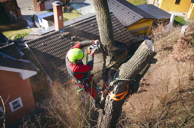 Arborist man cutting branches with chainsaw