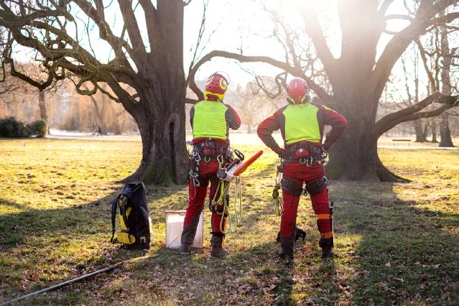 Best Arborists in Newcastle