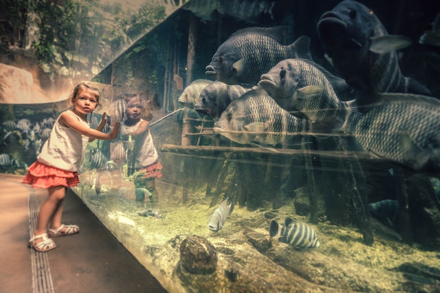 5 Best Aquariums & Zoos in Gold Coast - Best Aquariums Zoos In GolD Coast