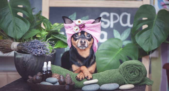 dog grooming services near me