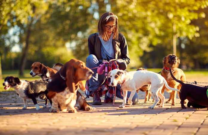 Best Dog Walkers in Canberra Best Dog Walkers in Canberra