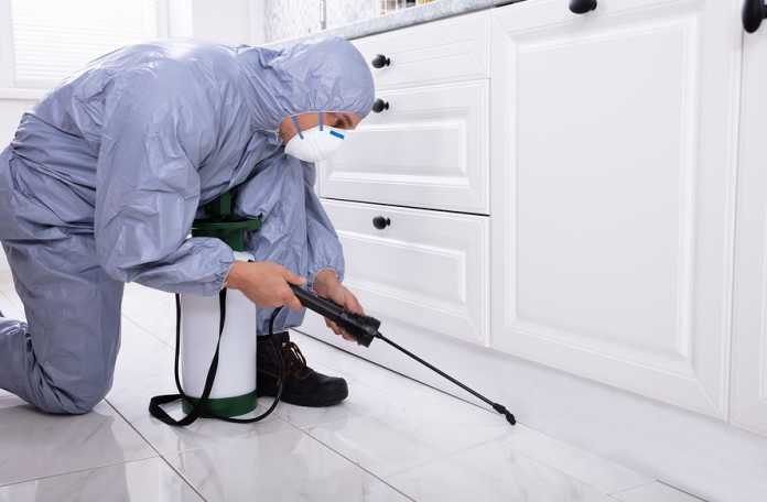 Best Exterminator Companies in Canberra Best Exterminator Companies in Canberra