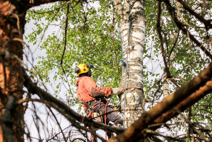 Best Tree Services in Canberra
