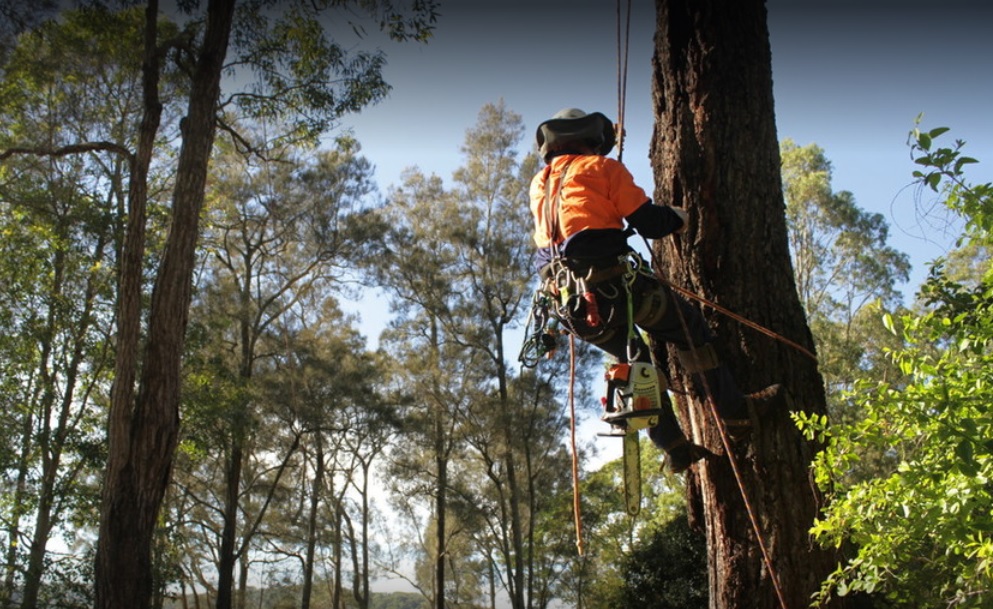 Cutting Edge Tree Maintenance