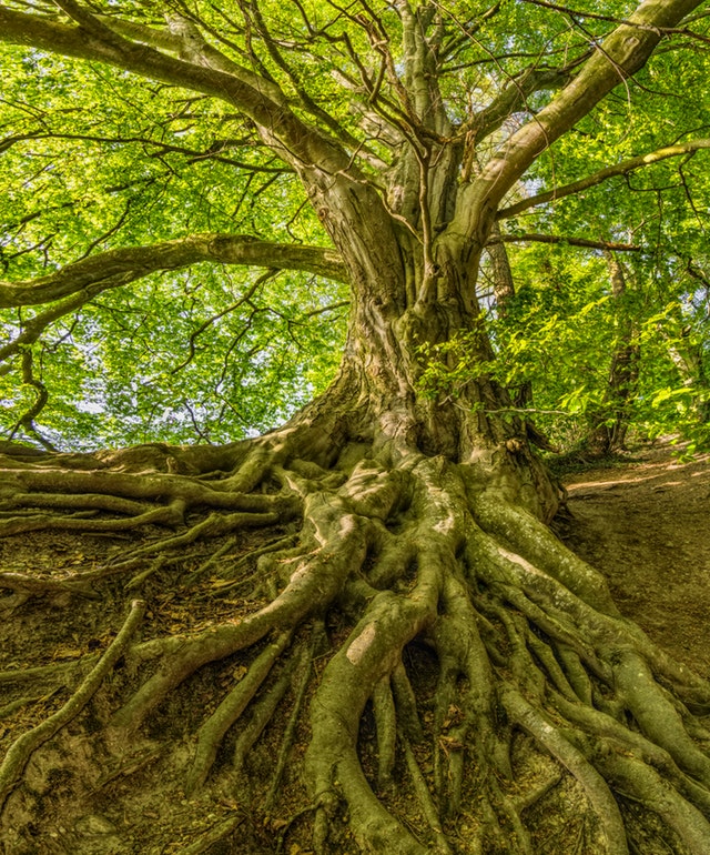 How to get an arborist report