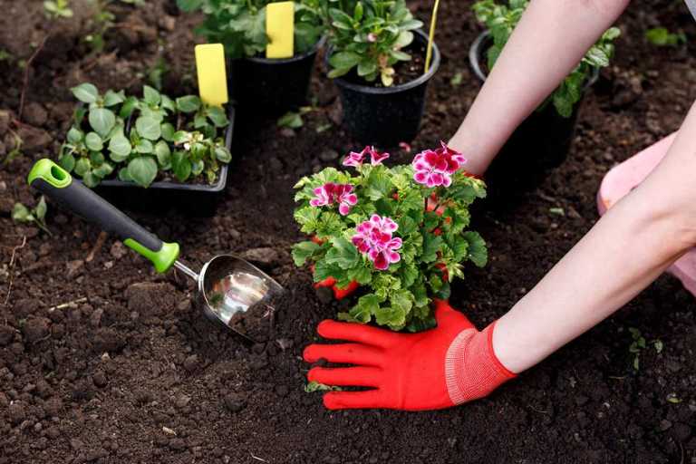 A gardener planting flowers in the garden.