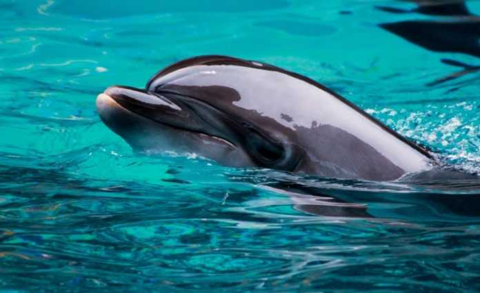 New Zealand bottlenose dolphins are “being loved into extinction” New Zealand bottlenose dolphins are “being loved into extinction”