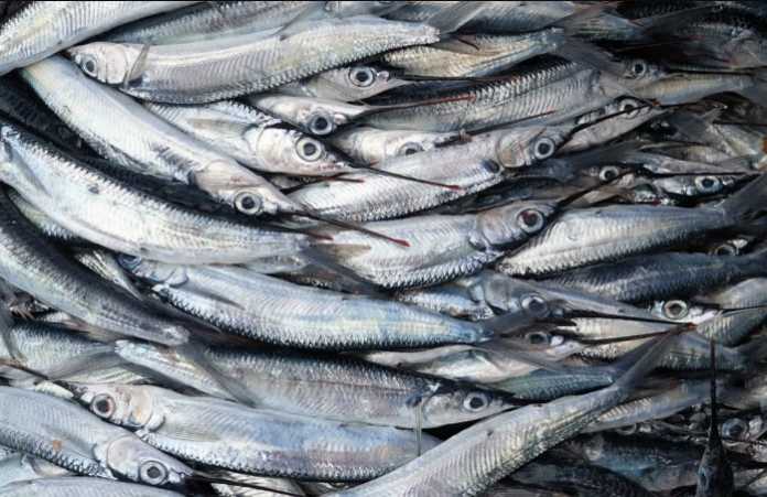 Toxic mercury levels in fish increase despite reduced emissions efforts Toxic mercury levels in fish increase despite reduced emissions efforts