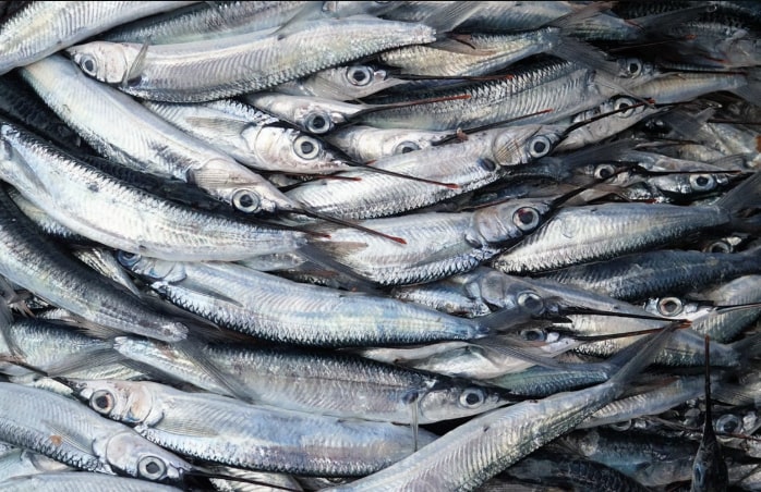 Toxic mercury levels in fish increase despite reduced emissions efforts