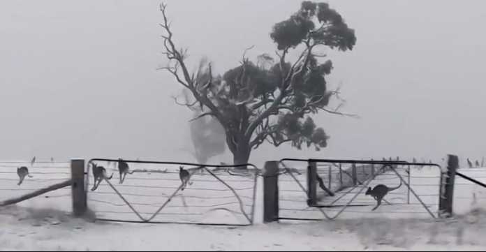 Kangaroos pounce about amid rare snowfall in Australia