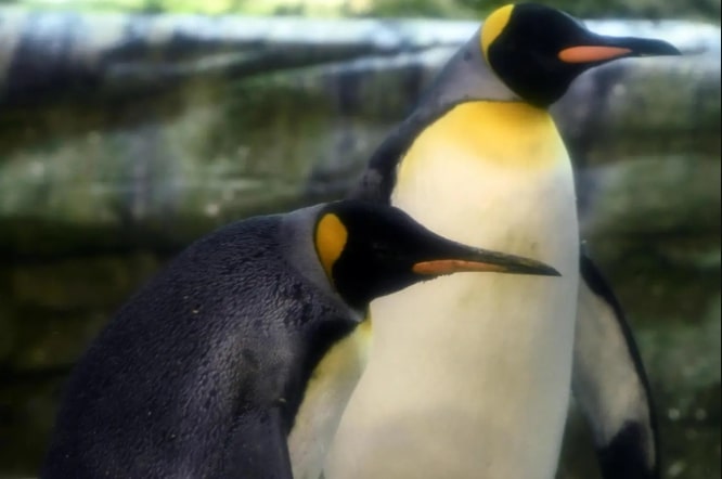 Gay penguin couple from he Berlin Zoo adopt an abandoned egg