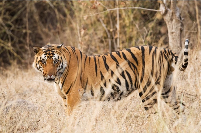 Over 2,000 tigers are hunted and illegally trafficked in this century