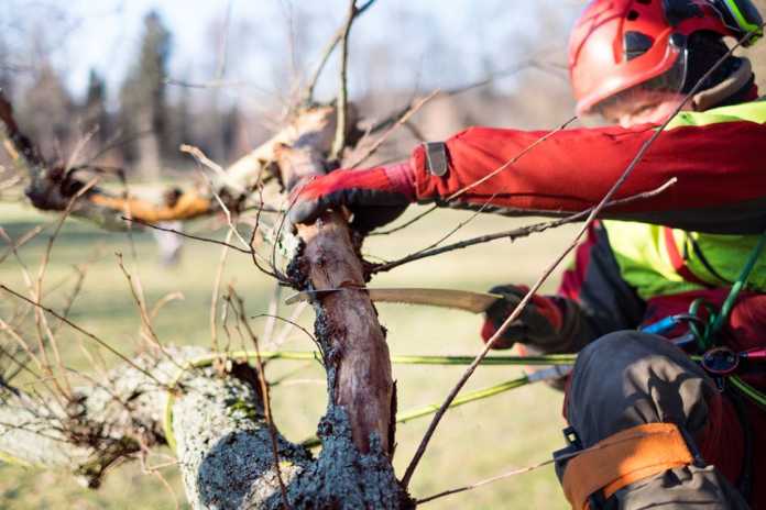 Best Arborists in Canberra Best Arborists in Canberra