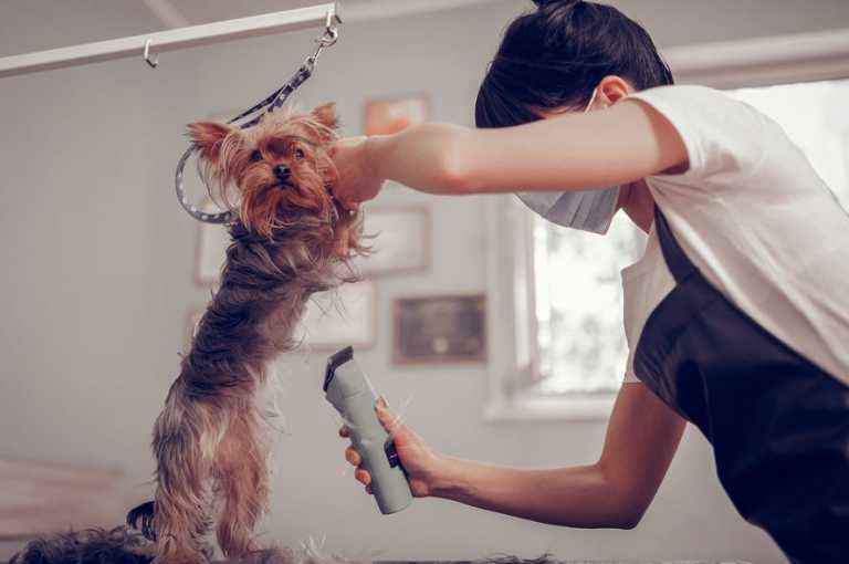 Best Dog Grooming Services in Wollongong