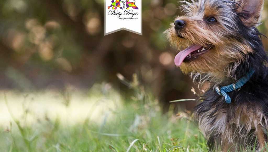 Best Dog Grooming Services in Wollongong