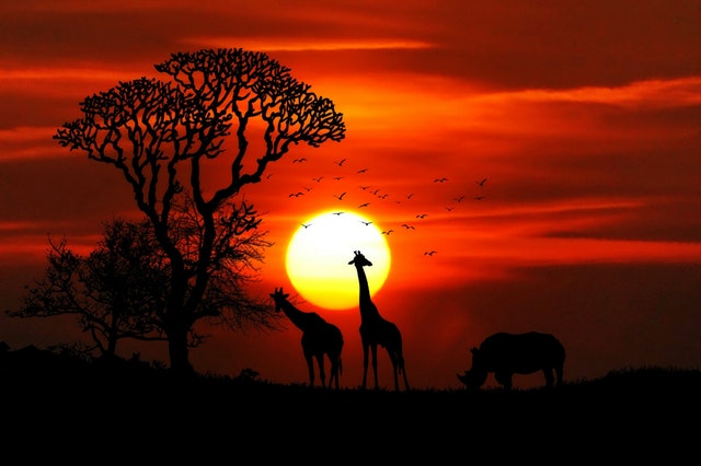 Go on a luxury African Safari!