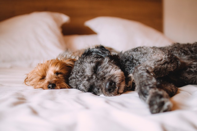 Is co-sleeping with your dog a pawsitive habit?