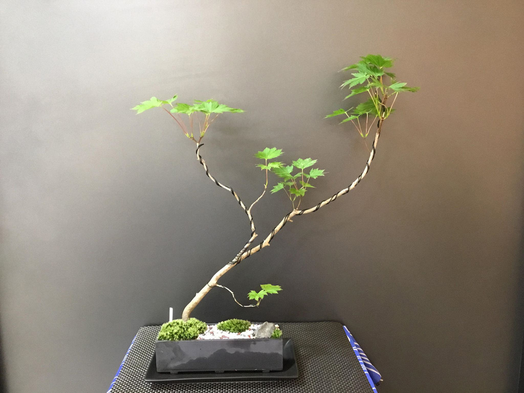 Modern Bonsai