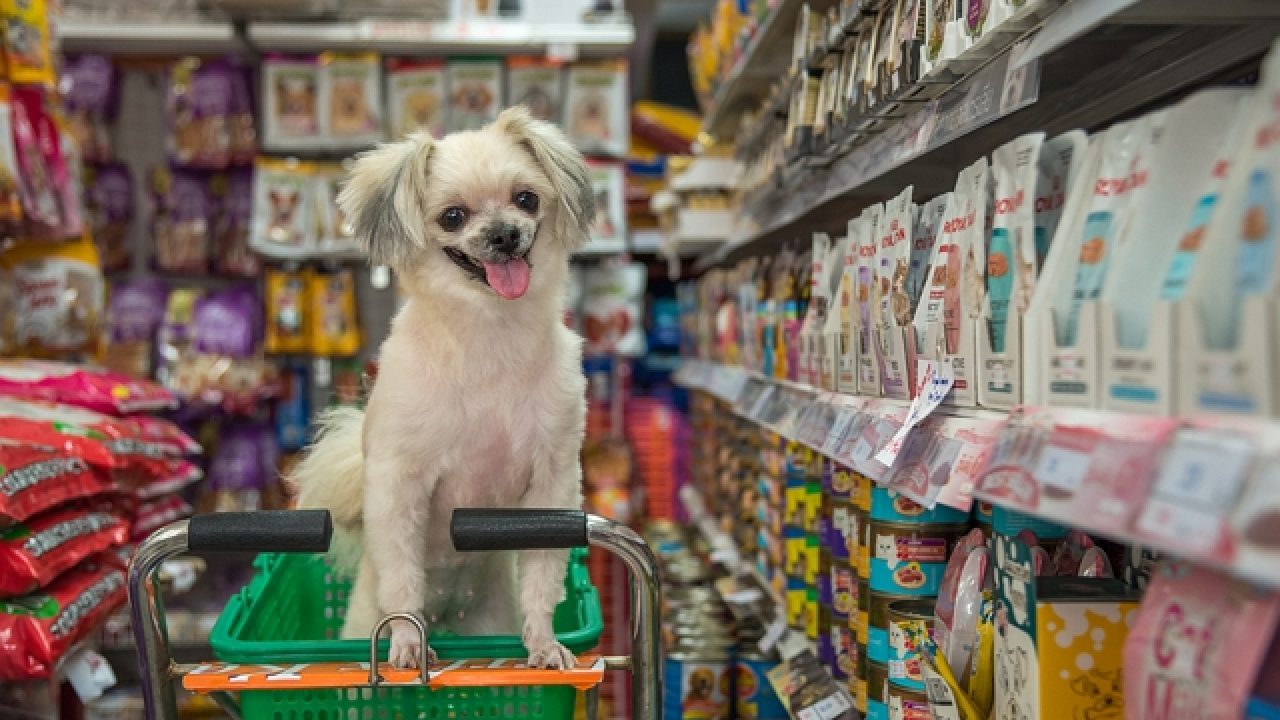 5 Best Pet Shops in Newcastle The Top Pet Shops