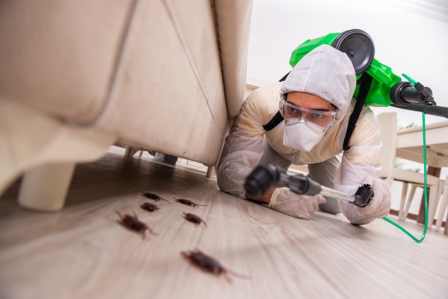 Best Exterminators in Newcastle