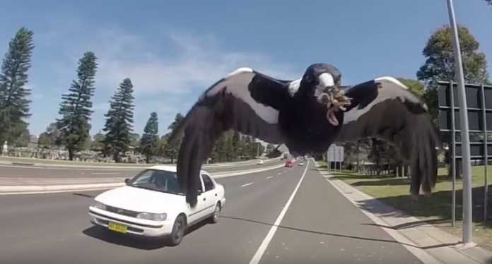 Cyclist in Australia dies trying to avoid swooping magpie Cyclist in Australia dies trying to avoid swooping magpie