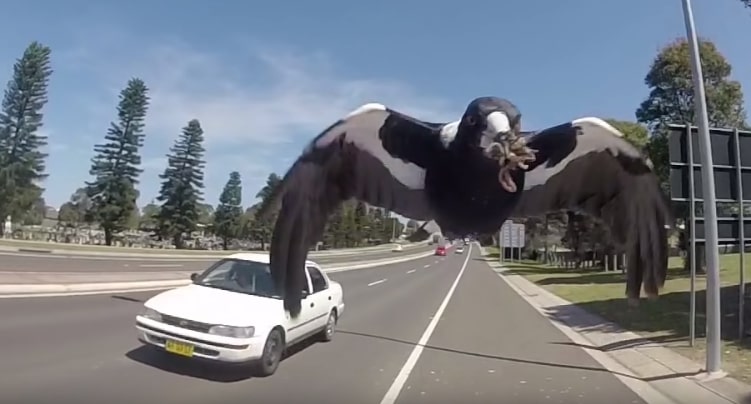 Cyclist in Australia dies trying to avoid swooping magpie