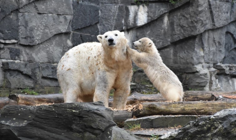Polar bears “aren’t feeding” as Arctic ice melt rapidly