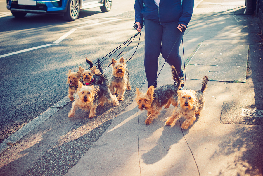 Yorkshire Terrier dogs on the city street