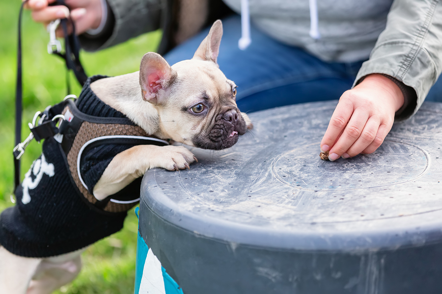 puppy training