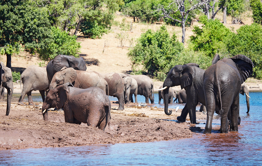 african safari - Chobe National Park, Botswana