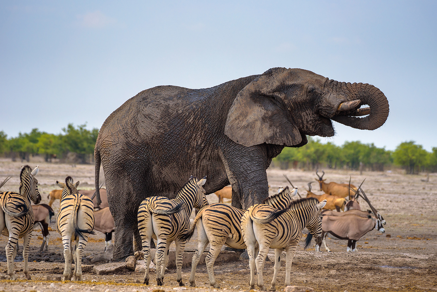 Africa Etosha National Park, Namibia