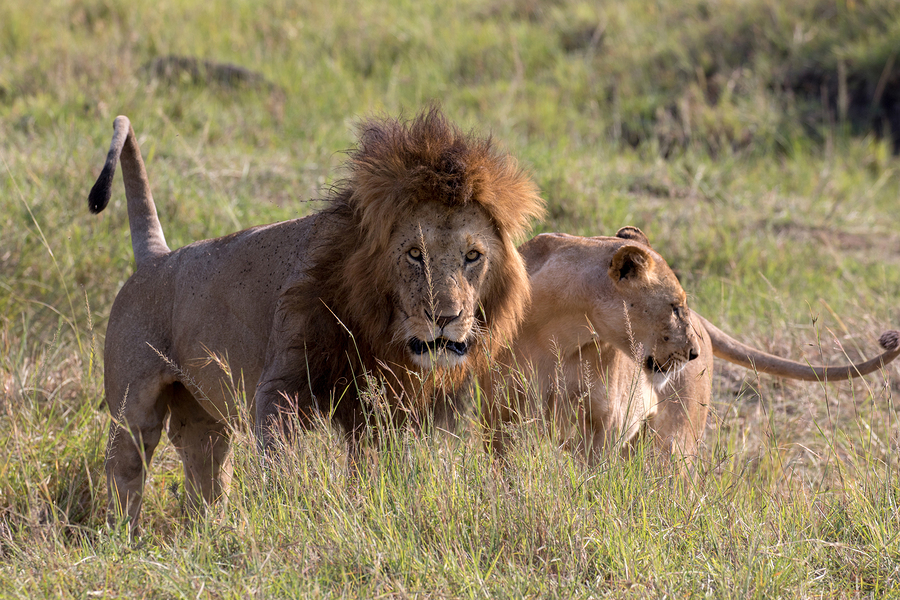 safari Masai Mara National Reserve, Kenya