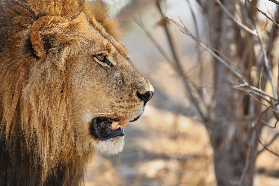 Top 5 African Safaris for Animal Lovers