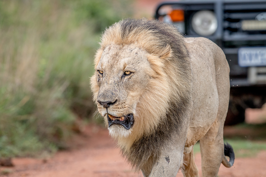 lion in africa