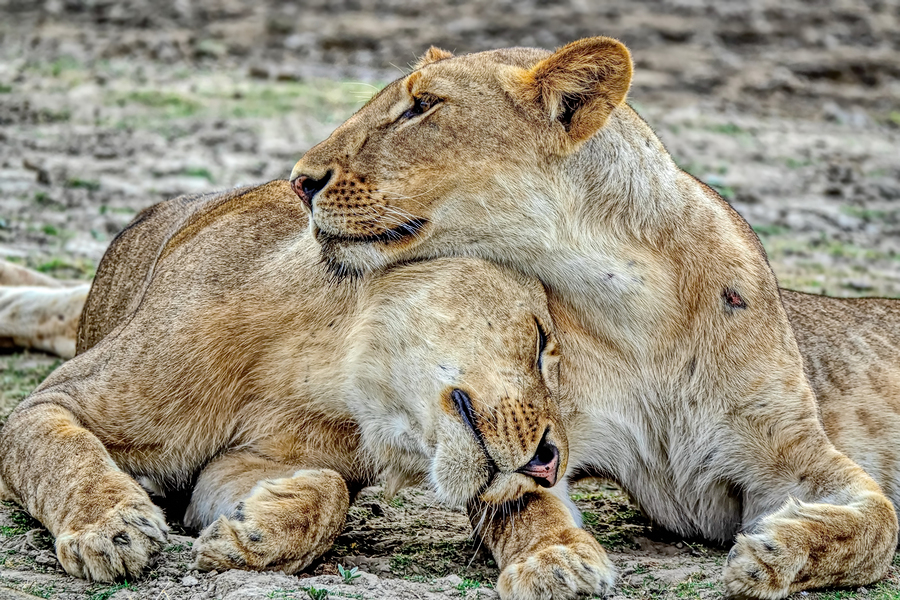 lions in Africa