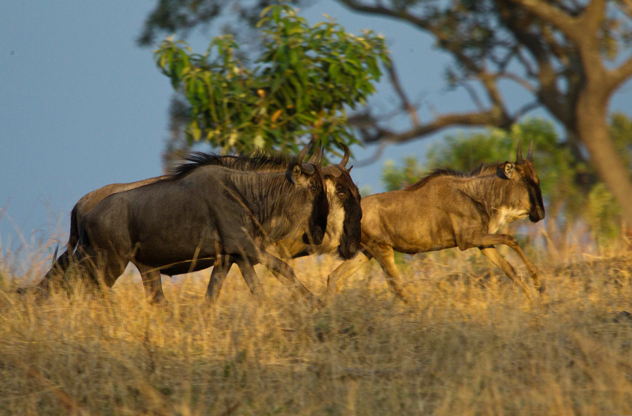 safari in Africa - Serengeti National Park, Tanzania