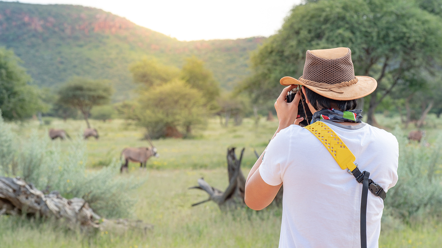 wildlife animal in African safari