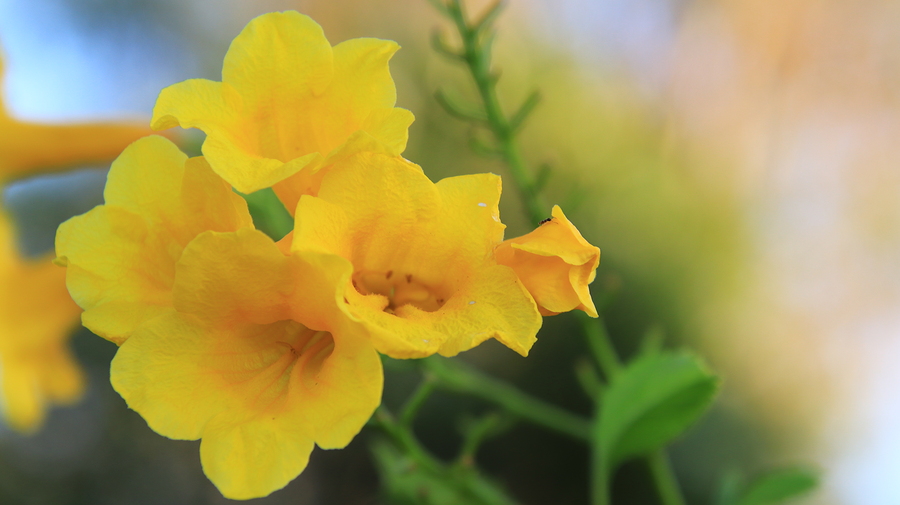 Beautiful yellow flower blooming