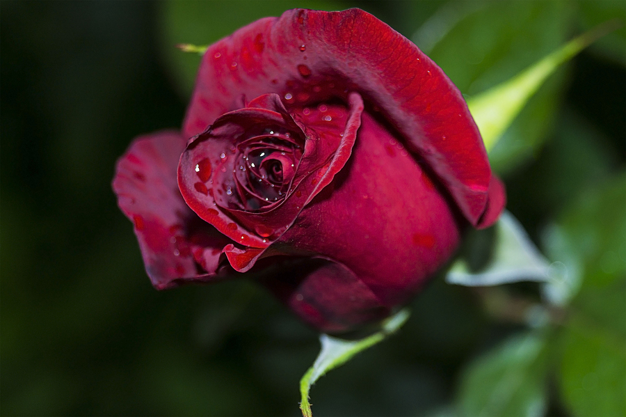 Bright red rose