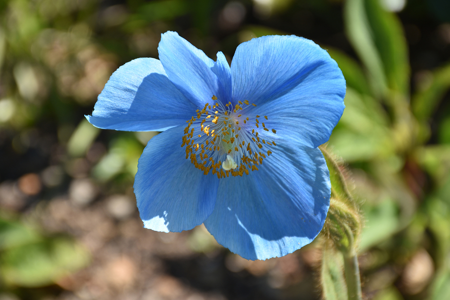 Himalayan Blue Poppy