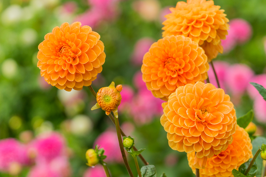 Orange Ball Dahlia Flower