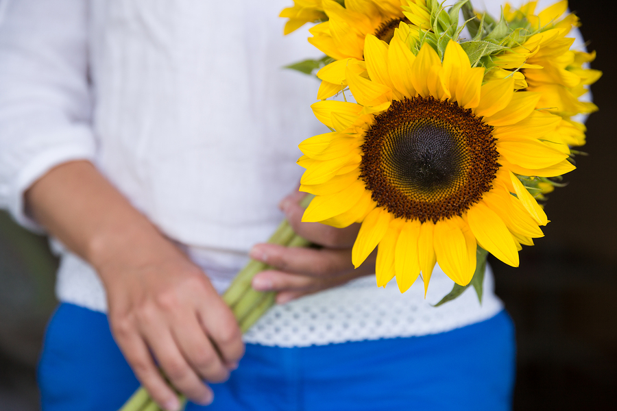 beautiful big sunflowers