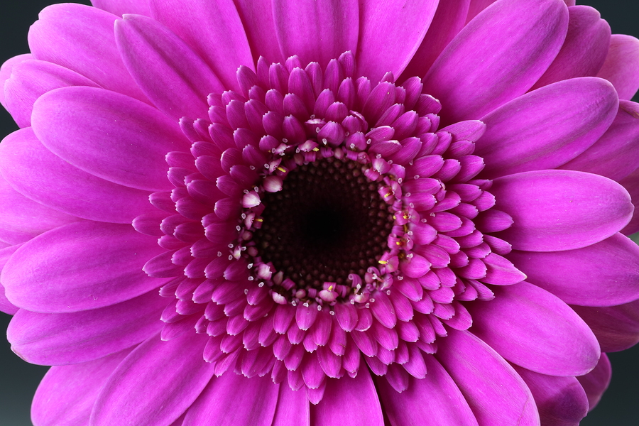 beautiful pink gerbera blossum