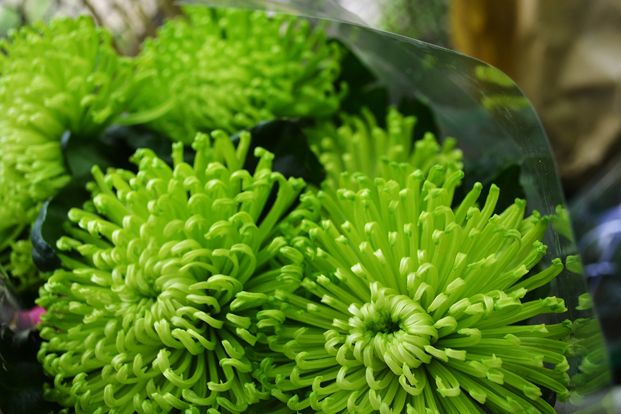 green chrysanthemum, a bouquet of green flowers