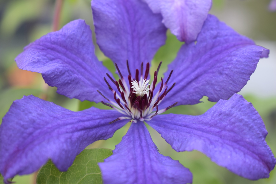 purple clematis flower