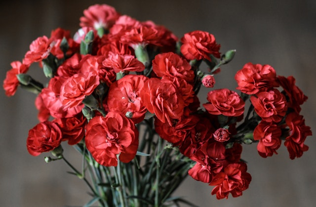 7 flower and gift ideas for your mother this mother’s day carnation